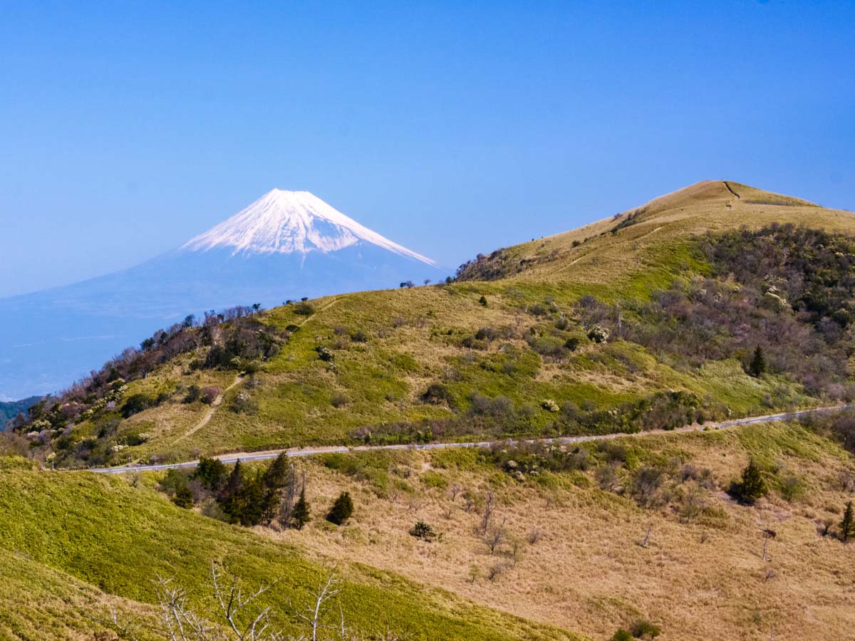 達磨山と富士山