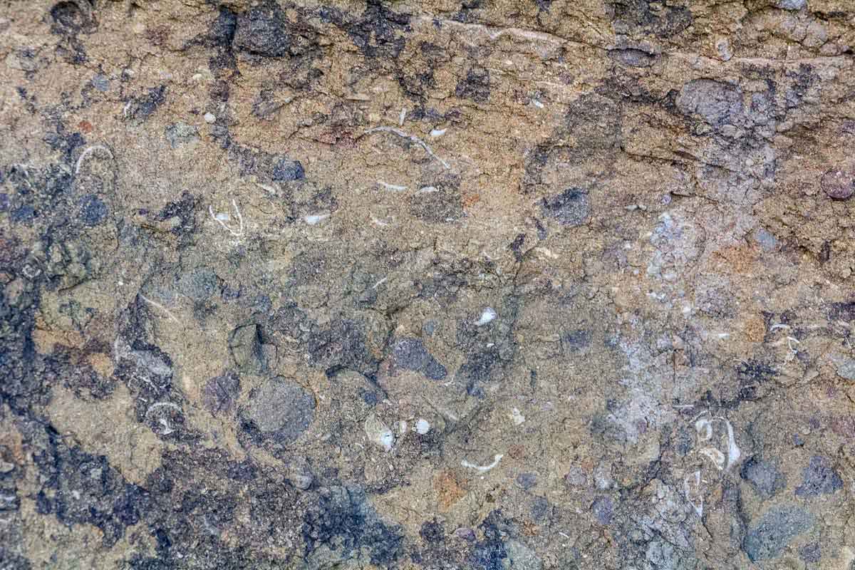 化石床